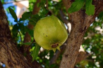 Close up of a green unripe pomegranate growing on a tree in the Mediterranean sun.