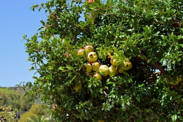 Lush cluster of pomegranates growing on a tree in the Mediterranean sun.