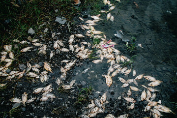 Dead fish washed up on the shore of Mount Batur, Kintamani, Bali, Indonesia.