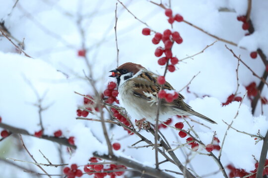 スズメと赤い実
