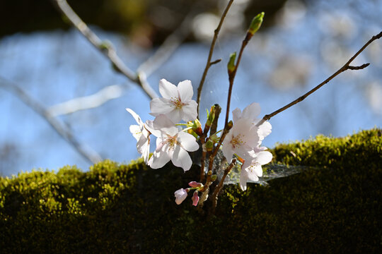 桜開花（咲き始め）、戸定ヶ丘歴史公園にて