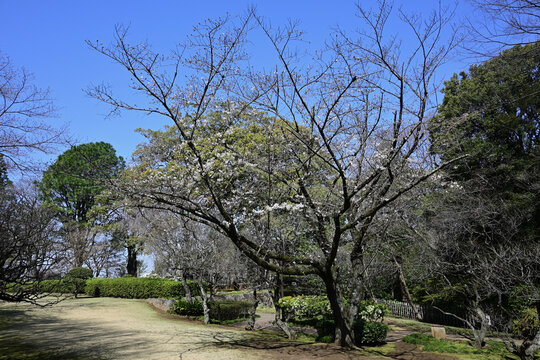 戸定ヶ丘歴史公園、桜の咲き始め