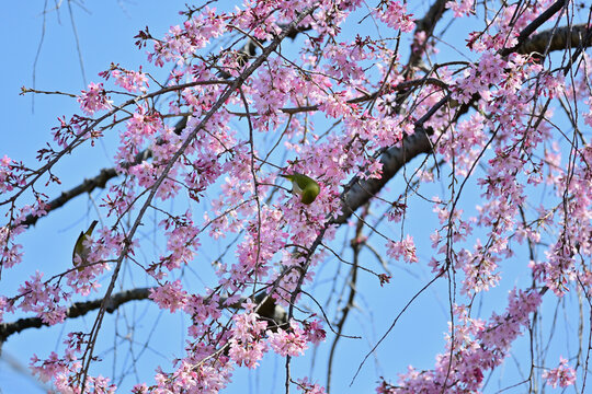 枝垂れ桜にメジロ、戸定ヶ丘歴史公園にて