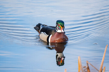 Beautiful Wood Duck Colors