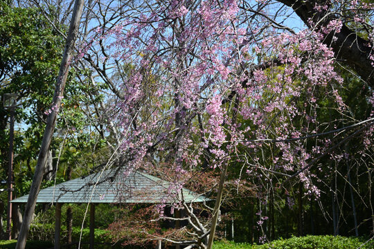 戸定ヶ丘歴史公園の枝垂れ桜と東屋