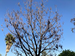 branches against sky
