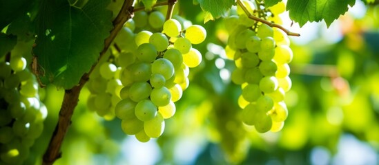 A cluster of fresh and ripe green grapes hanging in close proximity on a vine, ready for harvest - obrazy, fototapety, plakaty