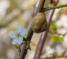 Snail and Flower