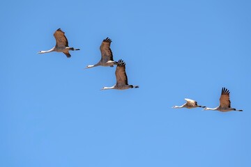 Sandhill cranes (Grus canadensis) in flight; Crane Trust; Nebraska  - 773592912