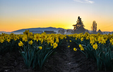 Field of Daffodils