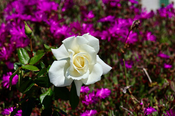 single white rose among a bed of fuchsia flowers