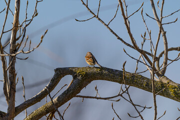 American Tree Sparrow at Shiawassee National Wildlife Refuge, near Saginaw, Michigan.