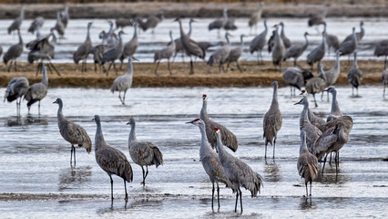 Sandhill Cranes