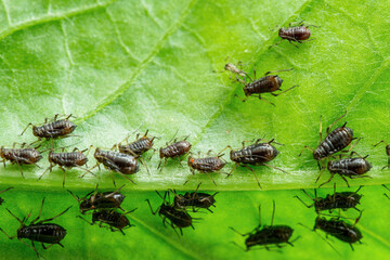 Black Bean Aphid Colony Close-up. Blackfly or Aphis Fabae Garden Parasite Insect Pest Macro