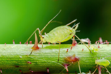 Aphid on Flower Twig. Greenfly or Green Aphid Garden Parasite Insect Pest Macro on Green Background