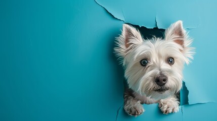 White Terrier Dog Make A Hole in Blue Wall - obrazy, fototapety, plakaty