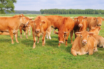 Group of nosy red cows in polder landscape on an early evening summer day - obrazy, fototapety, plakaty