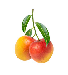 Two red mango fruit hang on tree branch with leaf isolated on white background. - obrazy, fototapety, plakaty