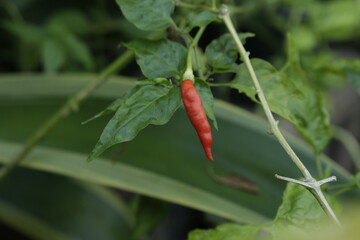 Single red chilli pepper plant