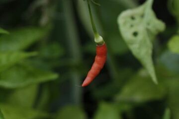 Single red chilli pepper plant