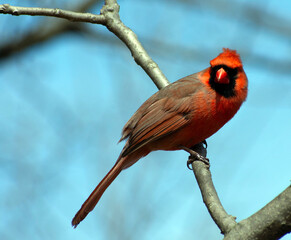 A red cardinal on a branch. 