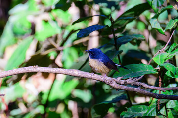 Male of Slaty Blue Flycatcher or Slaty-backed flycatcher (Ficedula tricolor) the beautiful blue bird. Birds live in tropical forest.
