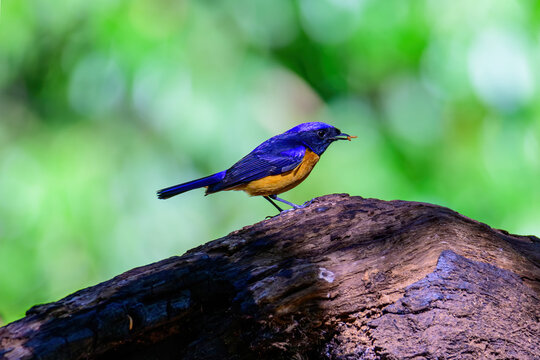 Male of Rufous-bellied Niltava live in tropical forest.