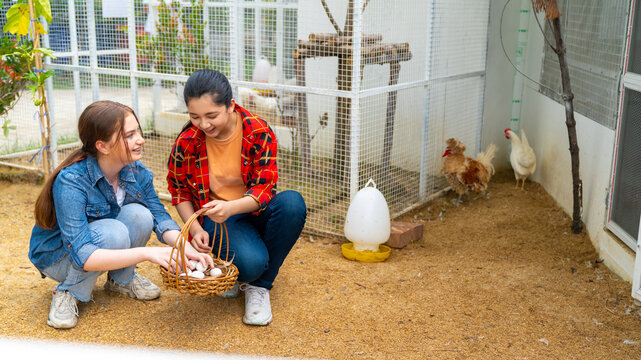 Happy teenage girl farmer collect organic chicken eggs on the ground put in a basket together in chicken coop. School student learning to raising the chickens with nature healthy food in farm.