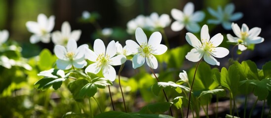 Amidst the lush greenery of a forest, a close up reveals a bunch of delicate white flowers blooming in the natural setting