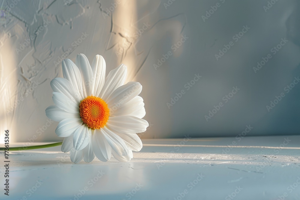 Wall mural A single Daisy petals on a clean white table in natural light, minimalist composition, Generative AI