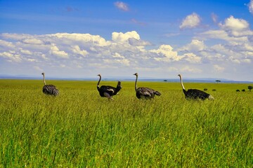An Ostrich Family in the vast grasslands of Maasai Mara, Kenya, Africa
