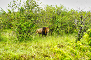 A Majestic Lion on the prowl at morning in the Maasai Mara Game Reserve, Kenya, Africa