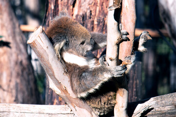 koala on a tree close up