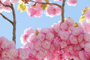 満開の八重桜（紅華）　青空背景