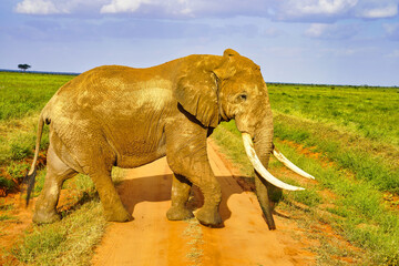 A Elephant coated in Tsavo's red clay crosses the game trail at Tsavo East National Park, Kenya,...