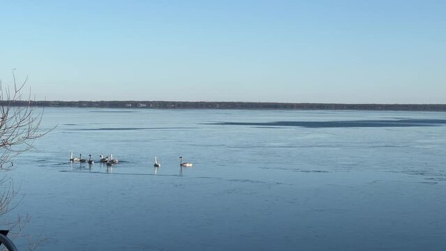Trumpeter swans swim placidly in lake that's icing over