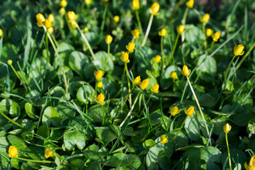 Ficaria verna , lesser celandine  yellow flowers closeup selective focus - 773622761