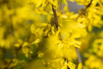 Forsythia yellow flowers closeup selective focus - 773622783