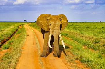 A Female Elephant coated in Tsavo's red clay pauses to check for danger from tourists at the game...
