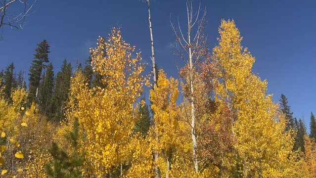 Intense yellow aspen trees and dark evergreens stand out against a deep blue sky