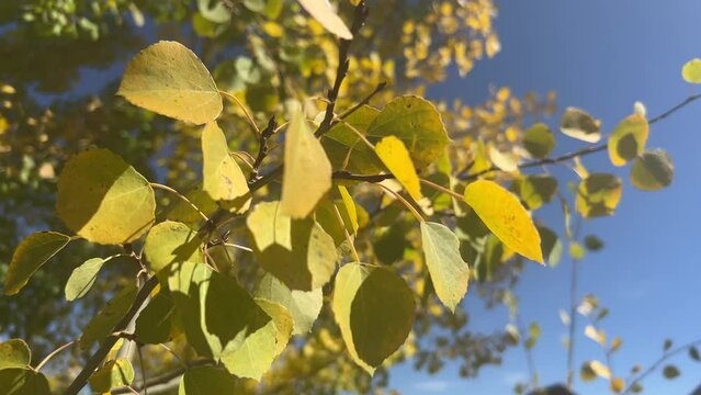 Closeup of golden fall aspen leaves quaking against a brilliant blue sky