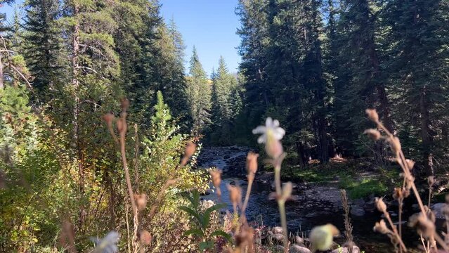 Forest stream flows with blurry weeds and flowers in foreground 