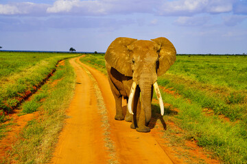 A Female Elephant coated in Tsavo's red clay pauses to check for danger from tourists at the game...