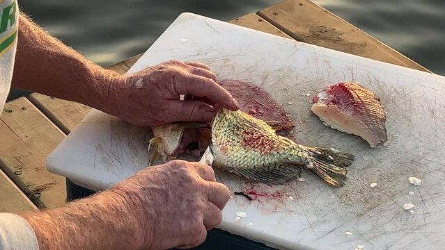 Fisherman filets a crappie at the dock