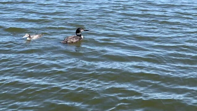 Adult and juvenile common loons swim together