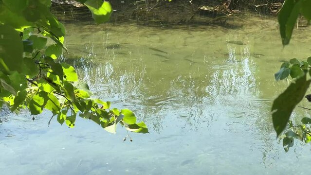 Small fish swims up a clear stream on a sunny day