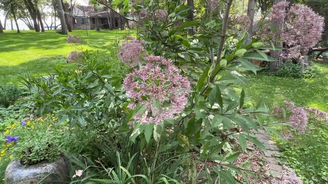 Swamp milkweed undulates on long stems in a prairie garden