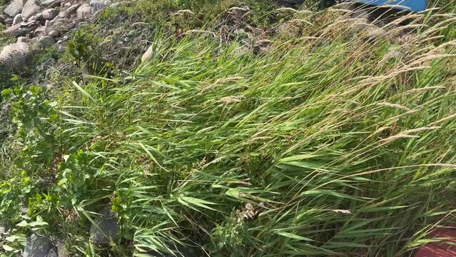 Grass and reeds blow in the wind on a rocky bluff