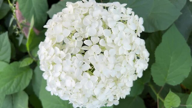 White globe hydrangea flower swaying lazily