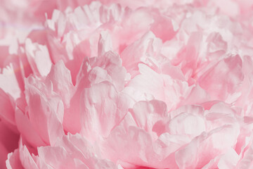 Vivid peony flowers close up nature background, summer festive floral pattern, abstract nature flowery backdrop, botany environment scenery, pastel pink-white blossoming flower, sunlight